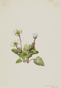 Elkslip (Caltha leptosepala) by Mary Vaux Walcott