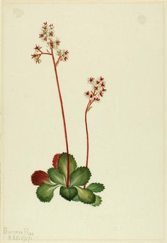 Evergreen Saxifrage (Leptarrhena pyrolifolia) by Mary Vaux Walcott