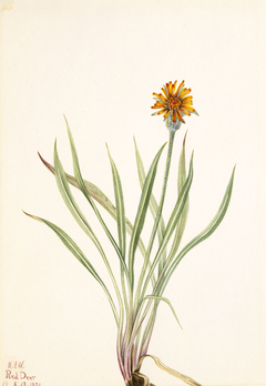 False Dandelion (Agoseris aurantiaca) by Mary Vaux Walcott