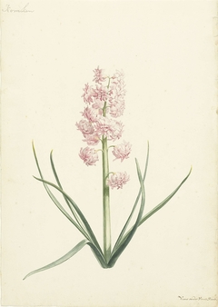 Hyacinth Koralien by Vincent Laurensz van der Vinne II