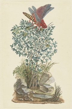 Kaapse rode sprinkhaan op een zygophyllum struik by Robert Jacob Gordon