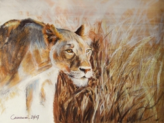 lion - african beauty