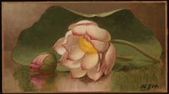 Lotus Blossom by Martin Johnson Heade