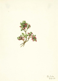 Low Whortleberry (Vaccinium caespitosum) by Mary Vaux Walcott