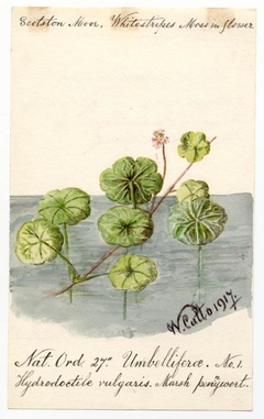 March pennywort (Hydrocotyle vulgaris) - William Catto - ABDAG016227 by William Catto