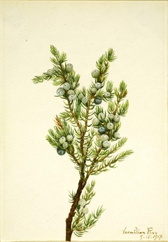Mountain Juniper (Juniperus sibirica) by Mary Vaux Walcott
