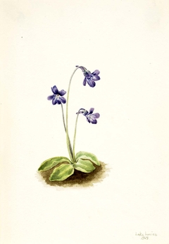 Northern Butterwort (Pinguicula vulgaris) by Mary Vaux Walcott