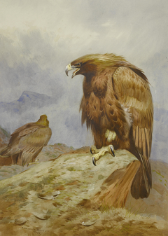 Pair of Golden Eagles by Archibald Thorburn