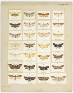 Plate XXX. The butterflies and moths of New Zealand. 1992-0035-2321 by George Vernon Hudson