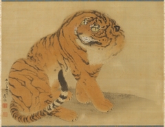 Sitting Tiger