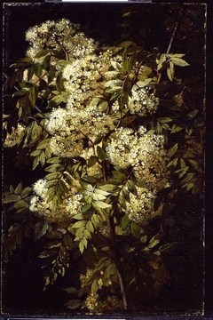 Study of a Flowering Branch by Jean-Baptiste Robie