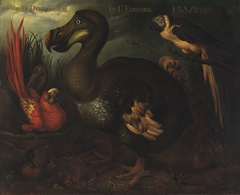 The Dodo and Given by Henrik Grönvold