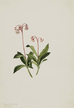 Western Pipsissewa (Chimaphila umbellata) by Mary Vaux Walcott