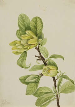 Yellow Cucumbertree (Magnolia cordata) by Mary Vaux Walcott