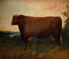 'Weathercock': a Champion Bull, Winner of the 2nd prize of 20 £ in Class E of the R. A. Society in 1850 at the age of 2 years &  9 months by Unknown Artist