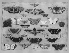 30 butterflies by Jan van Kessel the Younger