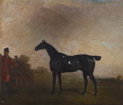 A Black Horse by Benjamin Marshall