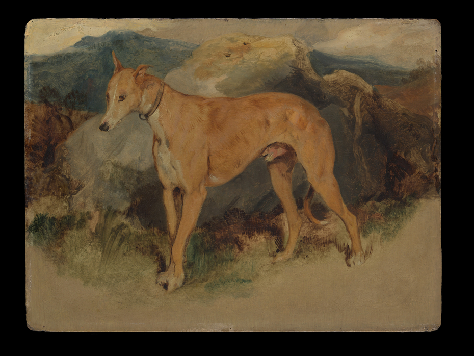 A Deerhound