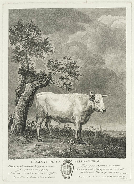 A White Bull