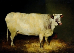 A White Shorthorn Heifer by Anonymous