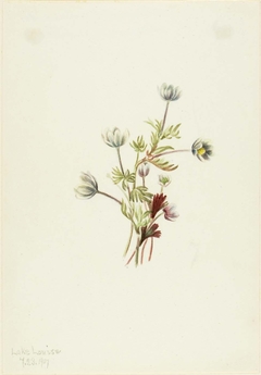 Anemone (Anemone drummondii) by Mary Vaux Walcott