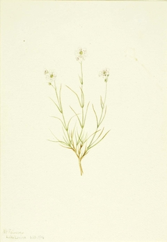Arenaria formosa by Mary Vaux Walcott