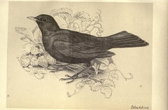 Blackbird by Jemima Blackburn