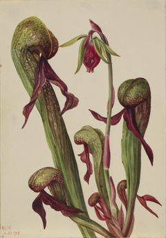 California Pitcherplant (Chrysamphora californica) by Mary Vaux Walcott