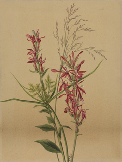 Cardinal Flower (Lobelia cardinalis) by Mary Vaux Walcott