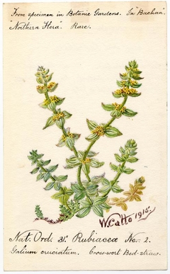 Cross-wort Bedstraw (galium cruciata) - William Catto - ABDAG016405 by William Catto