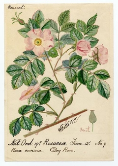 Dog rose (rosa canina) - William Catto - ABDAG016415 by William Catto