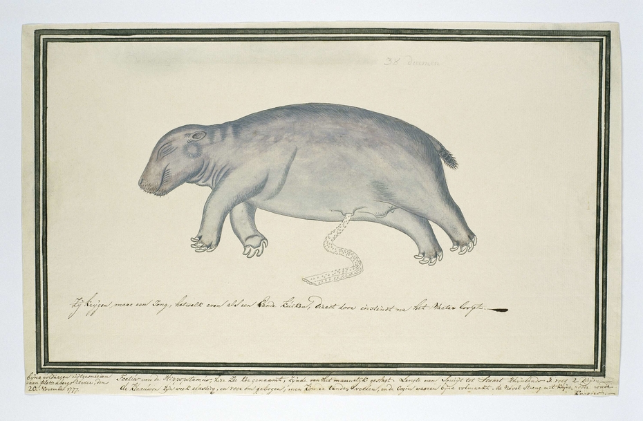 Foetus van een nijlpaard (Hippopotamus amphibius), van het mannelijk geslacht