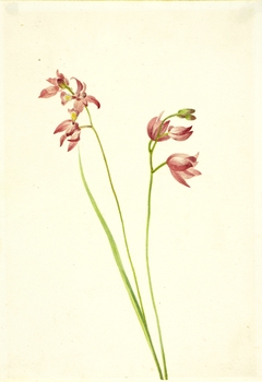 Grass-pink Orchid (Limodorum tuberosum) by Mary Vaux Walcott