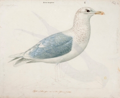 Iceland Gull by Magnus von Wright