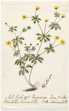 Little Tormentill (Potentilla Tormentilla) - William Catto - ABDAG016046 by William Catto