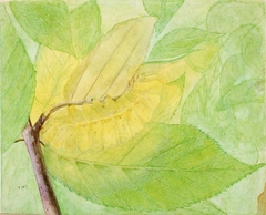 Lunar Caterpillar, study for book Concealing Coloration in the Animal Kingdom