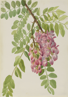 New Mexican Locust (Robinia neomexicana) by Mary Vaux Walcott