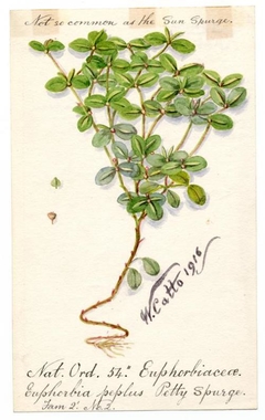 Petty spurge (Euphorbia peplus) - William Catto - ABDAG016250 by William Catto