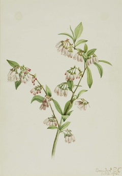 Pineland Blueberry (Vaccinium tenellum) by Mary Vaux Walcott