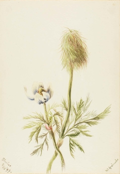 Pulsatilla occidentalis by Mary Vaux Walcott