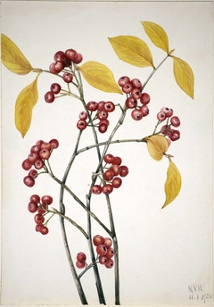 Red Chokeberry (Aronia arbutifolia) by Mary Vaux Walcott