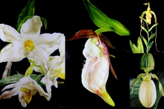 set of 4 oil paintings orchids by Araceli Requena