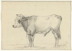 Staande jonge stier, naar links by Jean Bernard