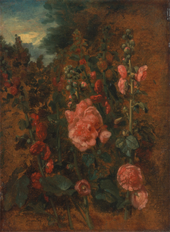 Study of Hollyhock by Anonymous