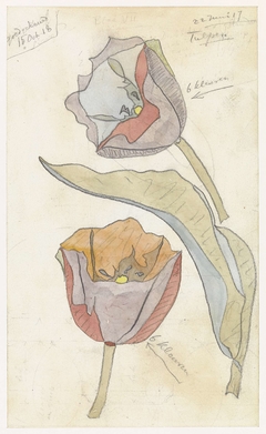 Tulpen by Theo Colenbrander