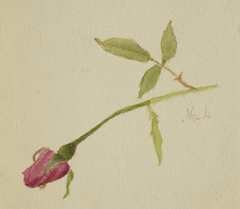 Untitled (Rose) by Mary Vaux Walcott