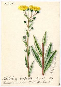 Wall Hawkweed (Hieracium murorum) - William Catto - ABDAG016154 by William Catto