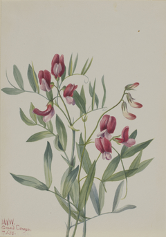 Wild Pea (Lathyrus decaphyllus) by Mary Vaux Walcott