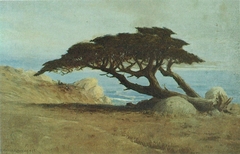 Witch Tree, Carmel by D. Howard Hitchcock