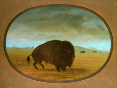Wounded Buffalo Bull by George Catlin